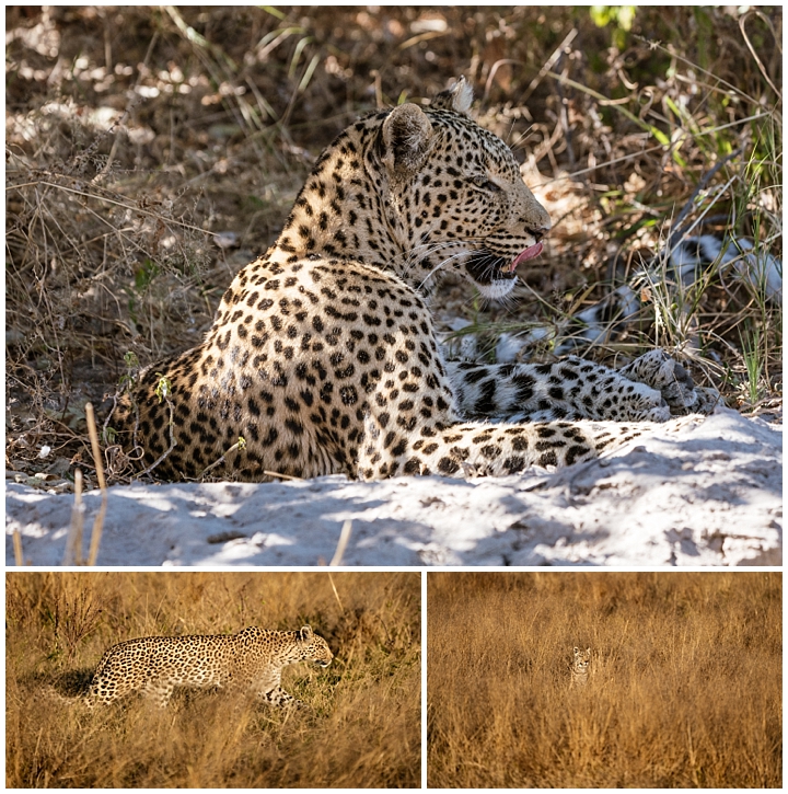 Botswana Savuti Camp - leopard