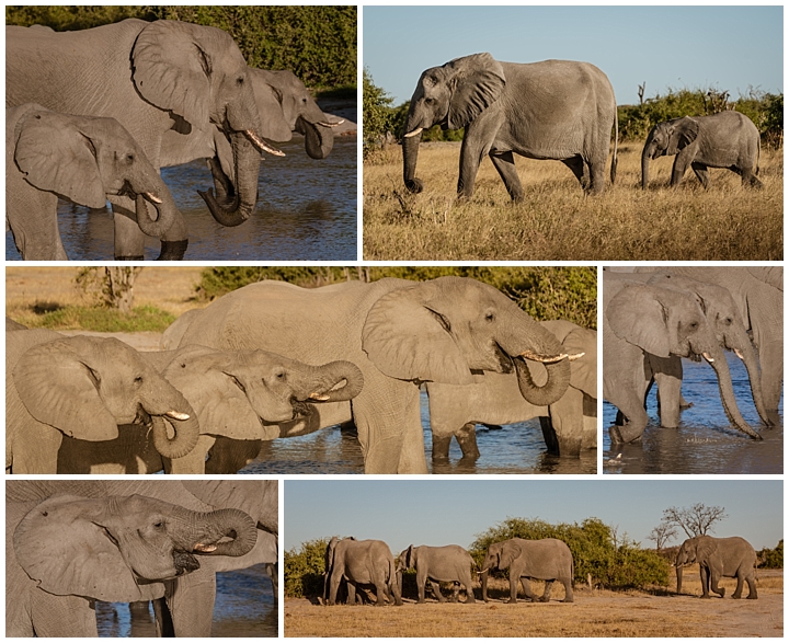 Botswana Savuti Camp - elephants
