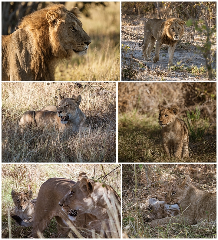Botswana Savuti Camp - lions