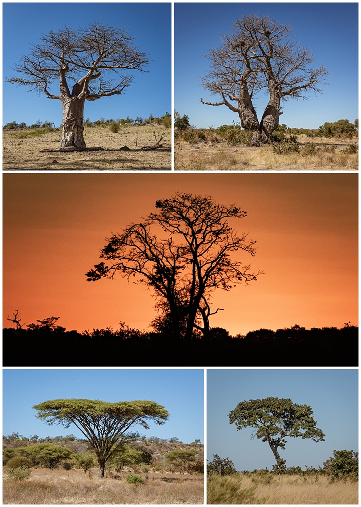 Botswana Savuti Camp - trees