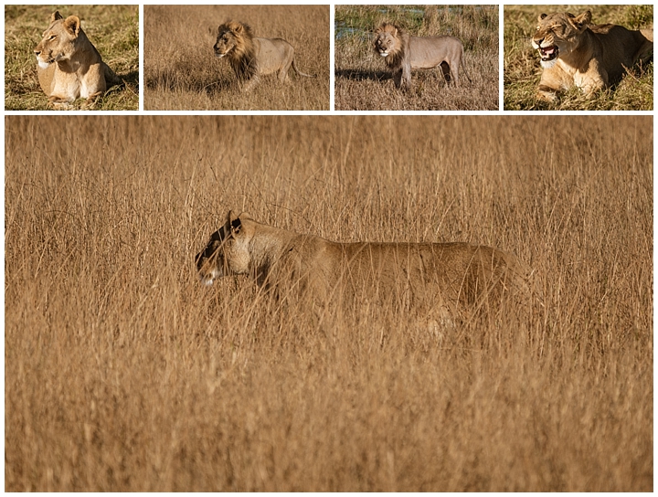 Botswana Khwai Camp - lions