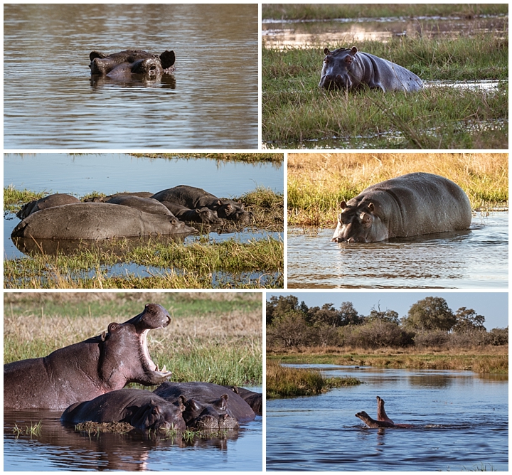 Botswana Khwai Camp - hippos