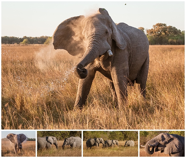 Botswana Khwai Camp - elephants