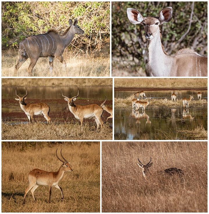 Botswana Khwai Camp - antelopes