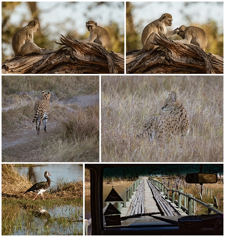 Botswana Khwai Camp - misc