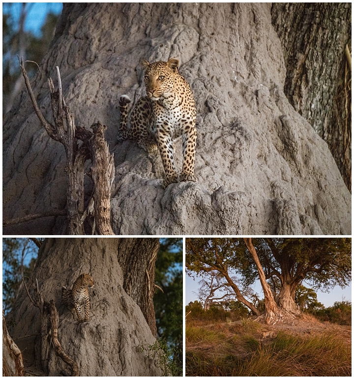 Botswana Okovango Delta - leopard