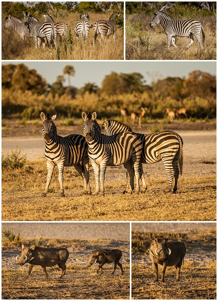 Botswana Okovango Delta - zebras