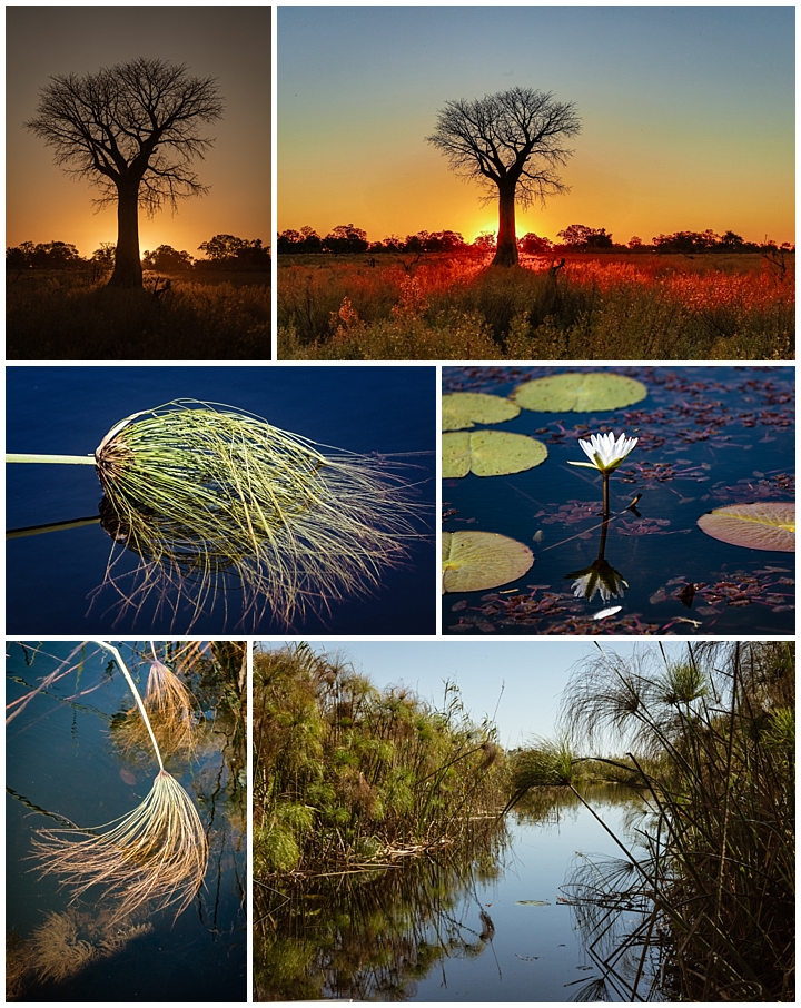 Botswana Okovango Delta - plants