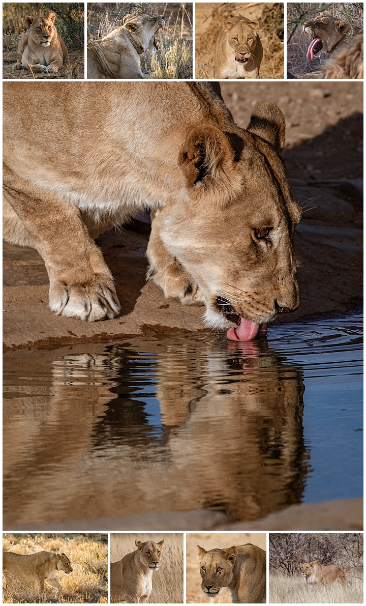 Erindi Private Reserve, Namibia 1 - lions female