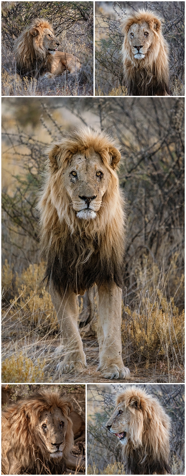 Erindi Private Reserve, Namibia 1 - lions male