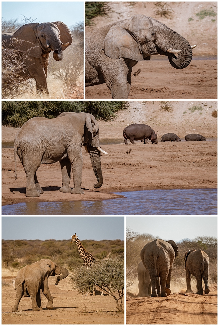 Erindi Private Reserve, Namibia 1 - elephants