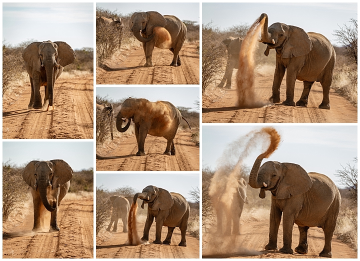 Erindi Private Reserve, Namibia 1 - elephants spray dirt