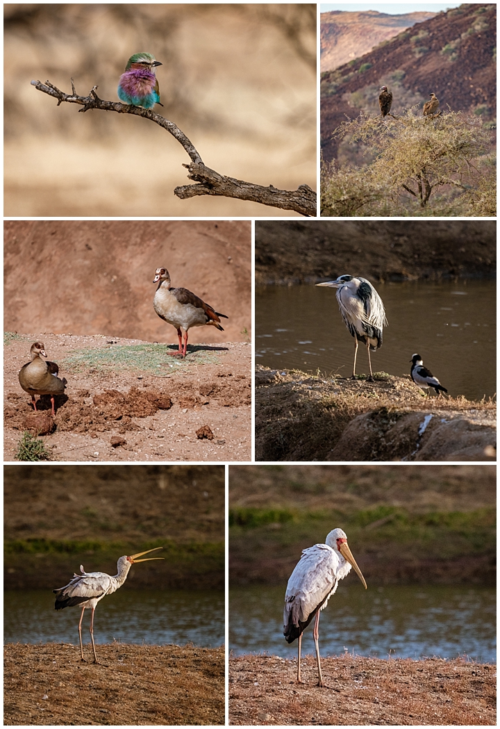 Erindi Private Reserve, Namibia 1 - birds