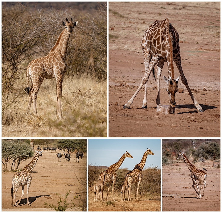 Erindi Private Reserve, Namibia 2 - giraffes