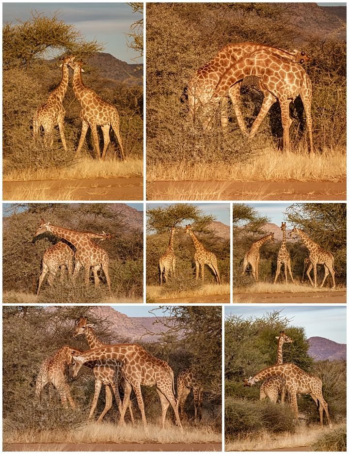 Erindi Private Reserve, Namibia 2 - giraffes fighting