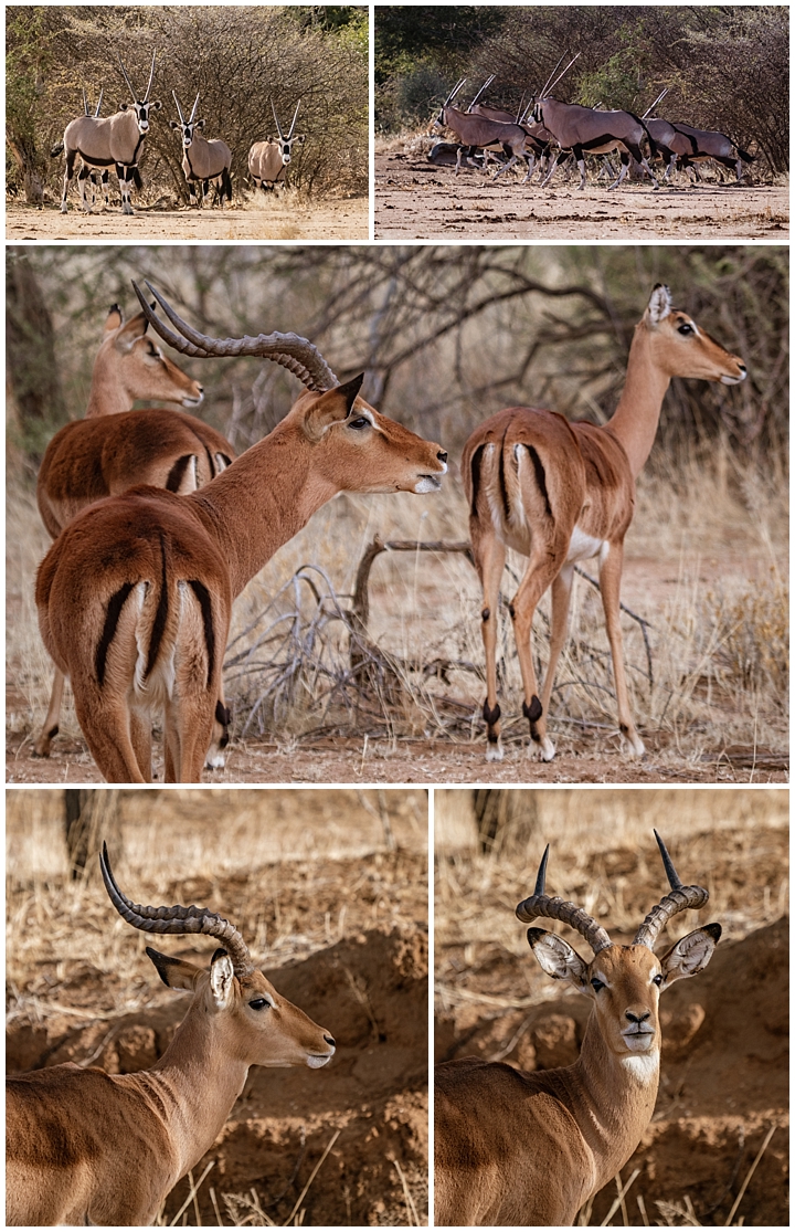 Erindi Private Reserve, Namibia 2 - antelope standing