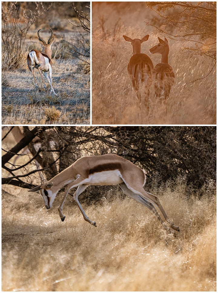 Erindi Private Reserve, Namibia 2 - antelope moving