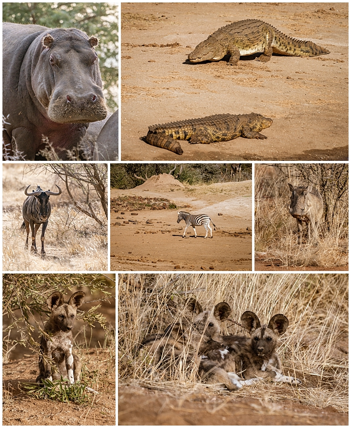 Erindi Private Reserve, Namibia 2 - other animals