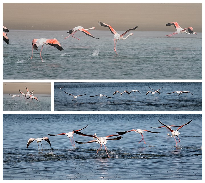Pelicans - flamingos
