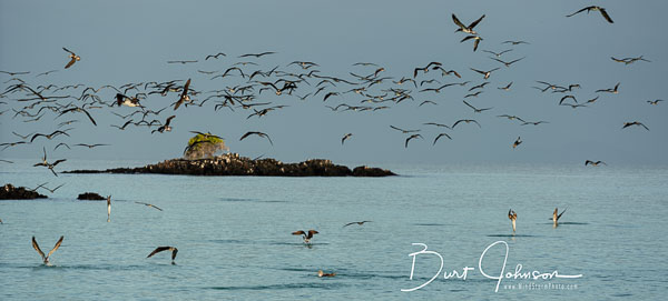 2019 Galapagos