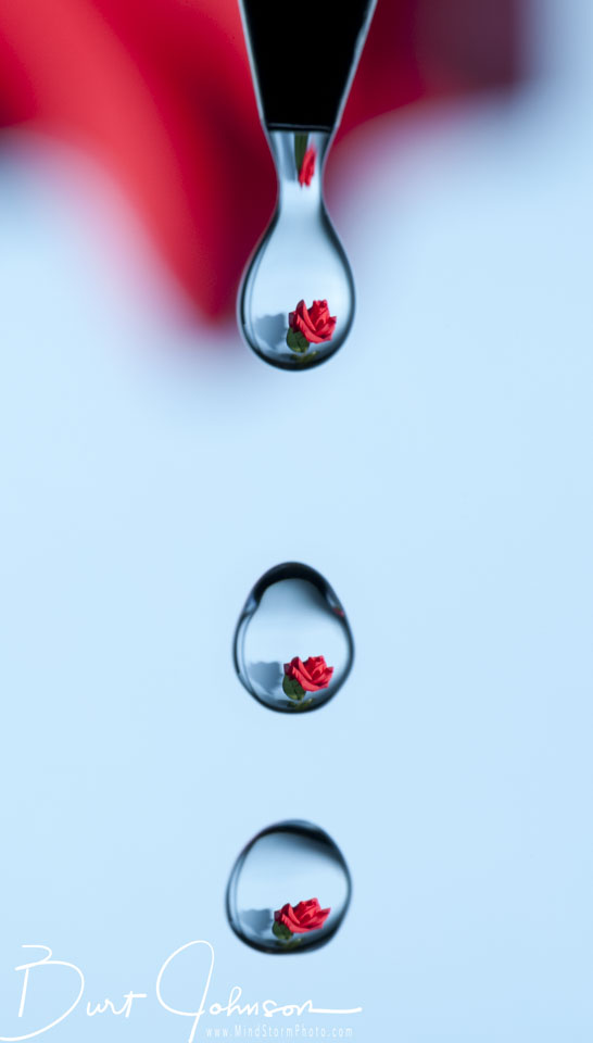 blj_rose-in-3-drops-Edit.jpg