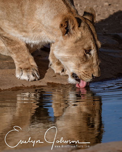 Africa Namibia Animals